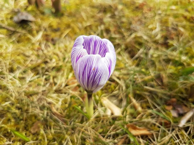 Blooming Purple and White Crocus Flower in Grass - Download Free Stock Photos Pikwizard.com