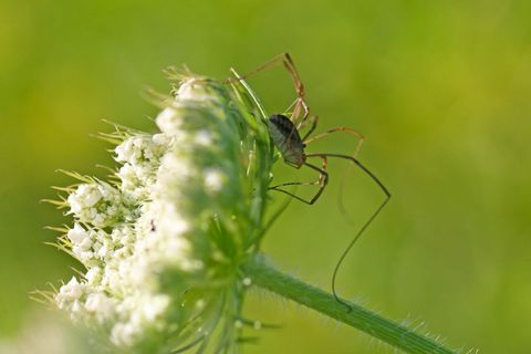 Harvestman (Daddy Longlegs) Clinging to Queen Anne Lace Bloom with Soft Green Bokeh