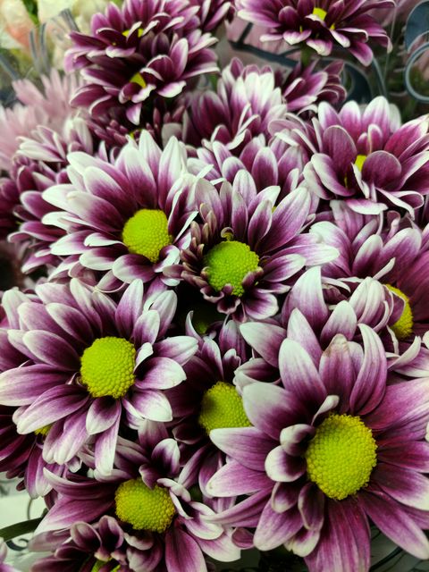 Purple chrysanthemums with green centers creating a vibrant and fresh floral arrangement. Ideal for use in gardening blogs, floral shops advertisements, and home decor websites.
