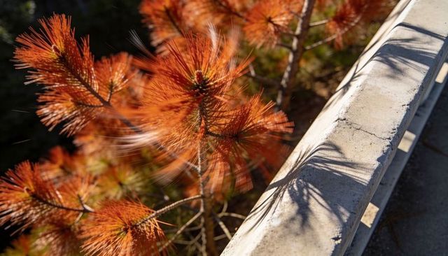 Sunlight warming dry orange pine needles casting crisp shadow on concrete railing