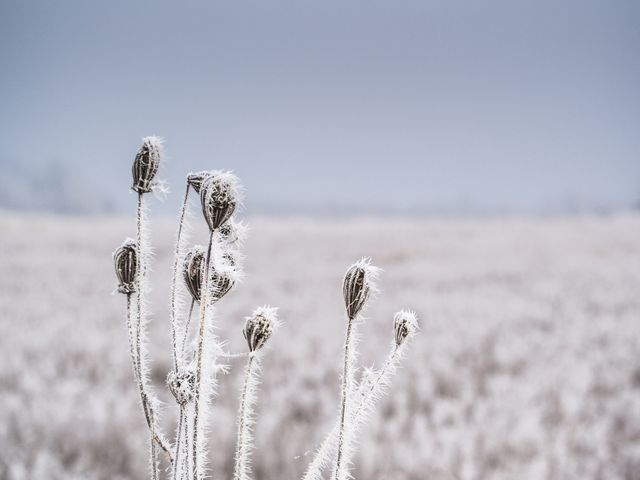Frost-covered plants stand tall in a snow-blanketed field under a clear sky. Ideal for use in winter-themed promotions, seasonal greeting cards, and nature documentaries depicting the cold and serene beauty of winter landscapes.