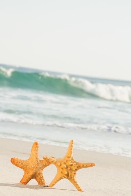 Two Starfish on Sandy Beach with Gentle Waves - Download Free Stock Photos Pikwizard.com