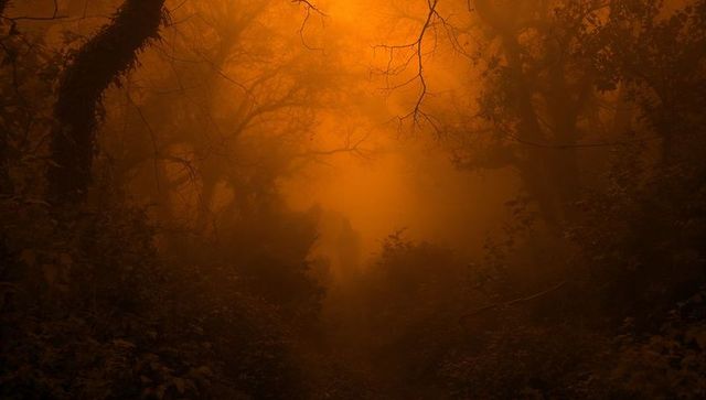 Solitary Hiker in Misty Orange Forest Creates Mysterious Atmosphere
