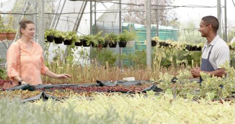 Nursery worker helping customer choosing seedling trays on greenhouse display benches