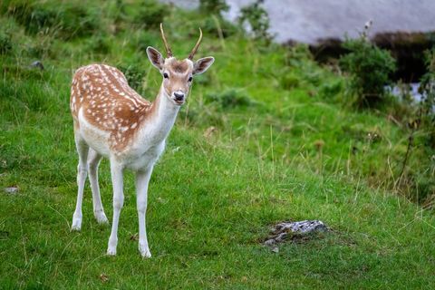 Graceful Young Deer Grazing in Verdant Meadow
