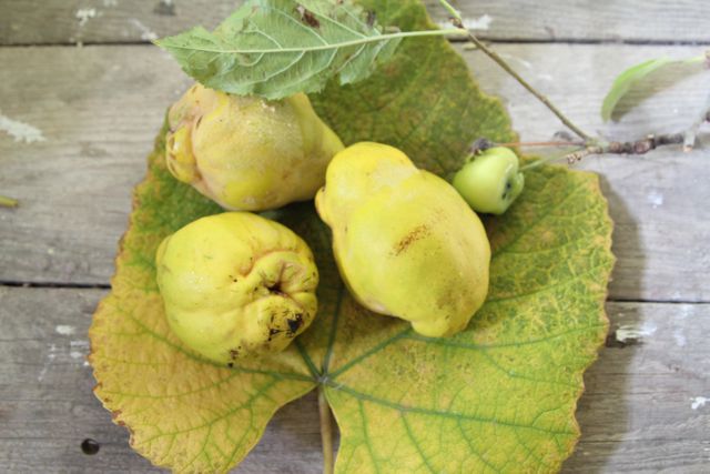 Ripe Fresh Quince Fruit on Wooden Table with Leaves - Download Free Stock Photos Pikwizard.com