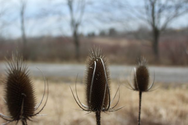 Detailed close-up of dried teasel plant along a quiet rural road during autumn. Spiky textures of the teasels are in sharp focus, with a blurred natural background of trees and open land. Ideal for nature and botany themes, autumn backgrounds, or rural landscape projects.