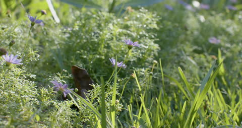 Spring Blooms Gently Swaying in Sunlit Garden
