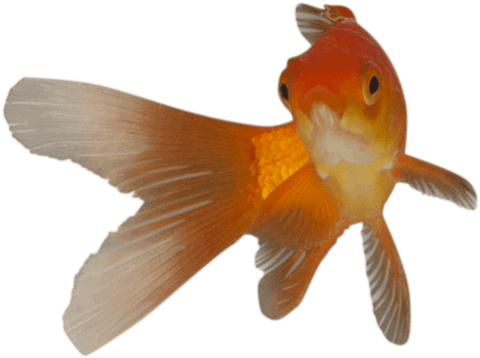 transparent goldfish with graceful flowing fins - Download Free Stock Videos Pikwizard.com