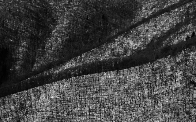 Monochromatic landscape featuring an abstract view of a barren forest with textural patterns in black and white. Suitable for background purposes, artistic projects focusing on nature's geometry, or minimalist decor themes.
