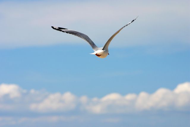 Seagull flying high in clear blue sky with fluffy white clouds. Represents freedom, serenity, and nature. Suitable for themes related to wildlife, avian studies, and natural beauty. Ideal for posters, website banners, or environmental conservation campaigns.