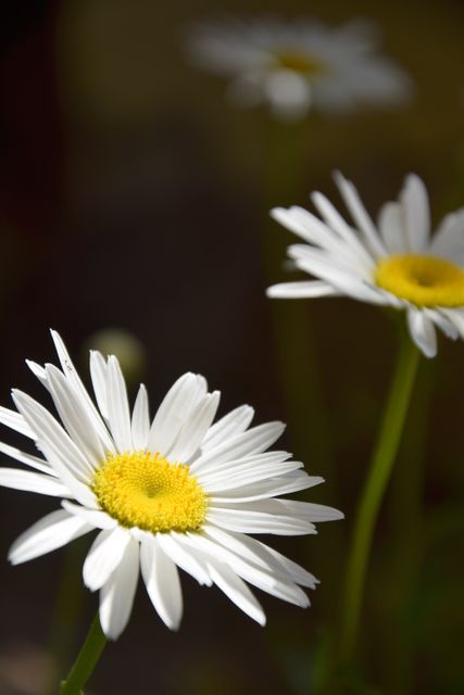 This image shows close-up view of white daisies with yellow centers blooming in a garden in bright light. Could be used for gardening blogs, floral decorations, wallpaper backgrounds, and nature-themed designs.