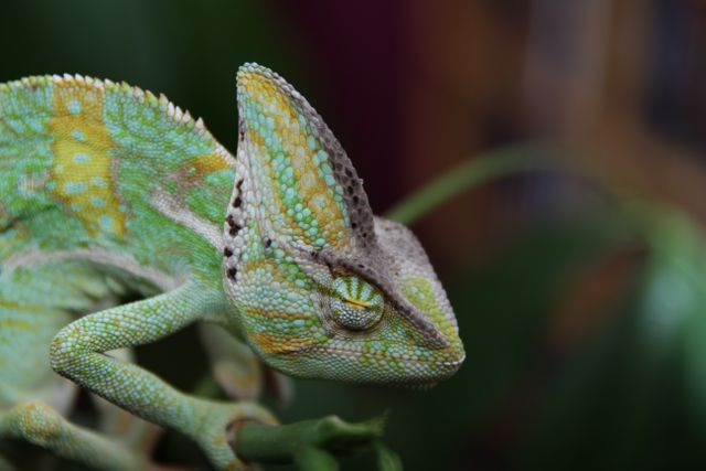 Vibrant chameleons blending seamlessly with natural surroundings are particularly striking. This close-up captures each vivid detail and color of the chameleon's skin. Ideal for use in educational materials, natural history documentaries, wildlife magazines, and zoology studies. It also works well for promoting ecological conservation programs and exotic pet care.