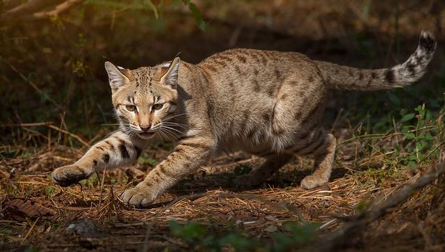 Small wildcat stalking through dappled sunlight on leaf-littered woodland floor, prowling