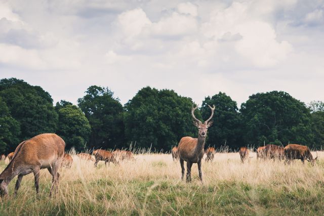 Deer grazing in a tranquil open field with a forest backdrop under a cloudy sky. This scene captures the beauty of wildlife and the serenity of nature. Ideal for use in wildlife documentaries, nature magazines, environmental awareness campaigns, and backgrounds for outdoor-themed events.