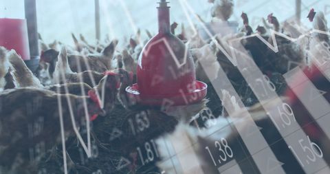 Financial strategies in poultry farming