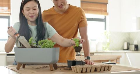 Asian couple planting herb seedlings on kitchen counter enjoying indoor gardening together