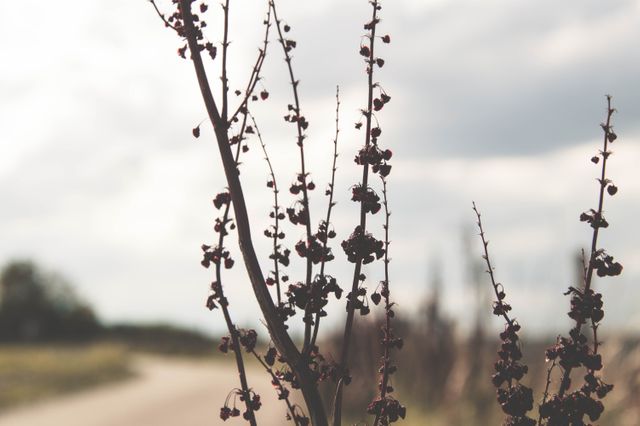 Dried Plant Stems in Outdoor Field on Cloudy Day - Download Free Stock Images Pikwizard.com