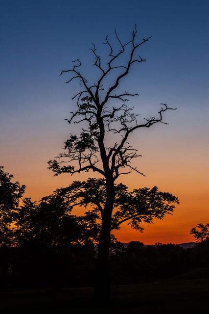 Silhouette of a lone tree with bare branches against a vibrant gradient sunset sky transitioning from deep orange to blue. Ideal for use in nature or landscape photography blogs, travel magazines, or inspirational quotes about tranquility and calm. Perfect for social media posts that evoke reflection and peace.