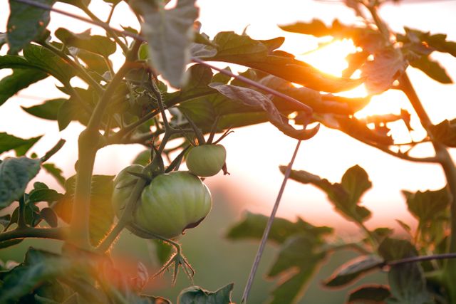 Ripening tomatoes hanging from plant at sunset. Ideal for representing organic farming, home gardening, and healthy eating concepts. Useful for content related to agriculture, nature, plant growing, and sustainable cultivation.