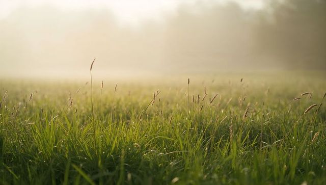 Golden morning meadow with dewy grass and misty seed heads at sunrise, pastoral dawn calm