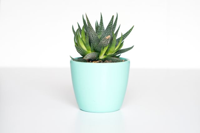 Small succulent in a blue pot isolated on white background. Ideal for home decor articles, minimalist lifestyle blogs, gardening websites, or promotional materials for plant stores. The clean background highlights the vibrant colors of the plant and pot, making it suitable for various design needs.