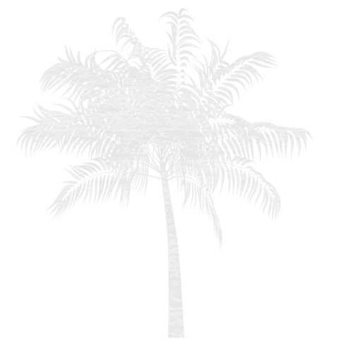 white palm tree silhouette on transparent background for creative design - Download Free Stock Videos Pikwizard.com