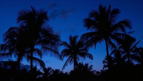 Dramatic Tropical Palm Silhouettes Against Deep Blue Twilight Sky