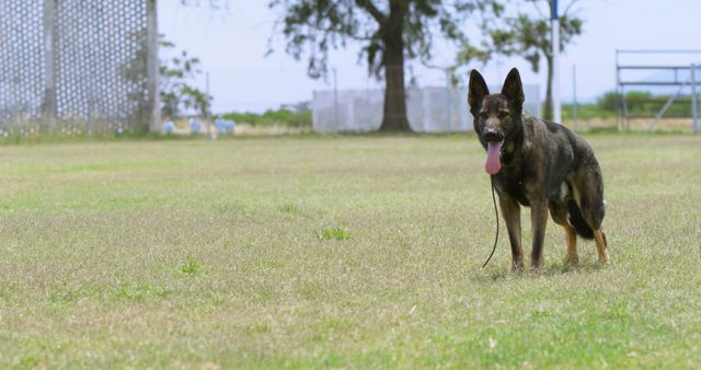 A German Shepherd stands alert in a grassy field, with copy space. Its attentive stance suggests it may be trained for work or protection.