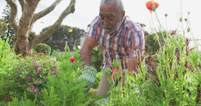 Image of african american senior man gardening, planting flowers - Download Free Stock Photos Pikwizard.com