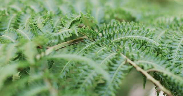 Close-Up of Verdant Green Fern Leaves in Nature - Download Free Stock Images Pikwizard.com