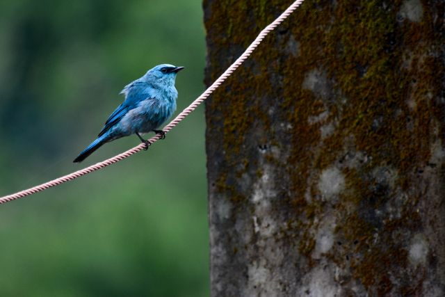 Bluebird Perched on Rope in Natural Habitat - Download Free Stock Photos Pikwizard.com