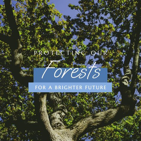 Protecting Forests for a Sustainable Future - Download Free Stock Templates Pikwizard.com