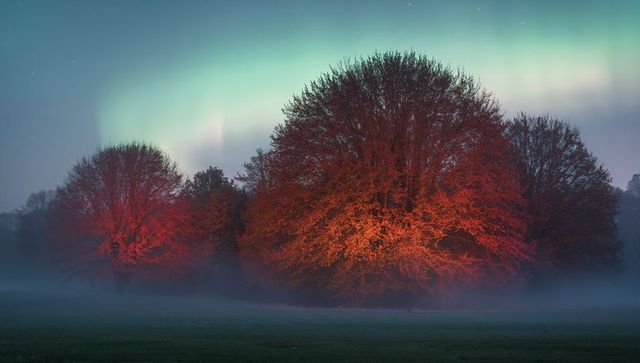 Glowing red trees bathing in warm light under northern lights above misty meadow