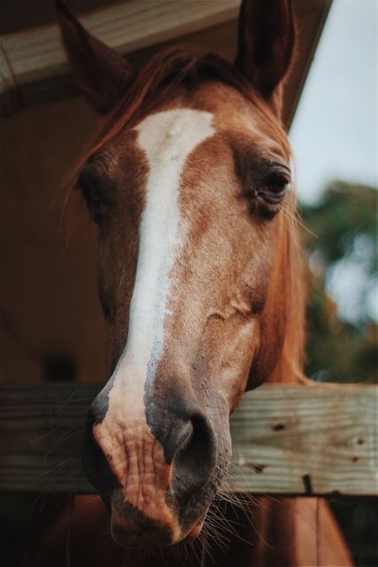 Horse resting head on wooden plank near barn; suitable for blogs on animal care, farm life, equestrian activities, horse lovers. Great for educational materials on horses or promotional content for rural tourism.