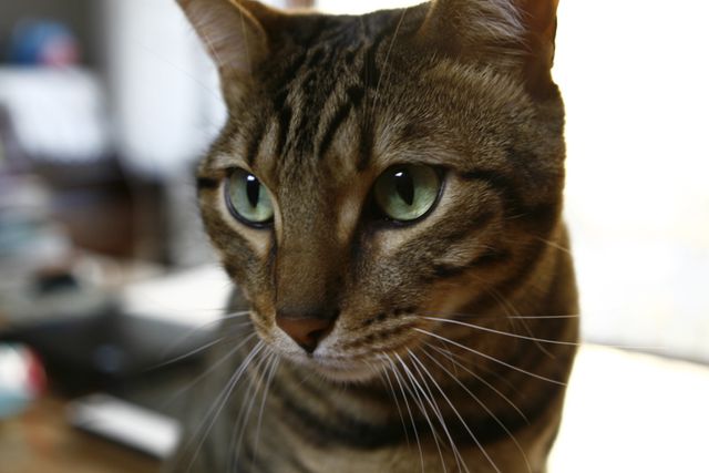 Close-up image of a Bengal cat with striking green eyes and a striped coat. The cat appears attentive and curious, making it ideal for use in articles and advertisements about pets, cat care, and feline behavior. Perfect for illustrating the beauty and elegance of domestic cats in various forms of media.