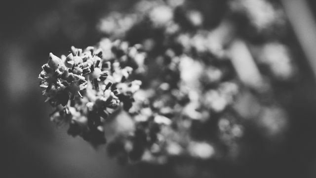 This black and white close-up captures the intricate details of flower buds. Perfect for use in nature-themed projects, artistic photography collections, or as decorative wall art. Ideal for emphasizing texture and patterns.