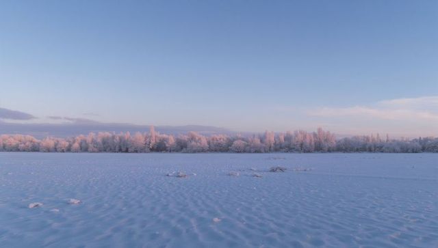 Pink sunrise lighting frosted treeline over expansive snow field on calm winter morning