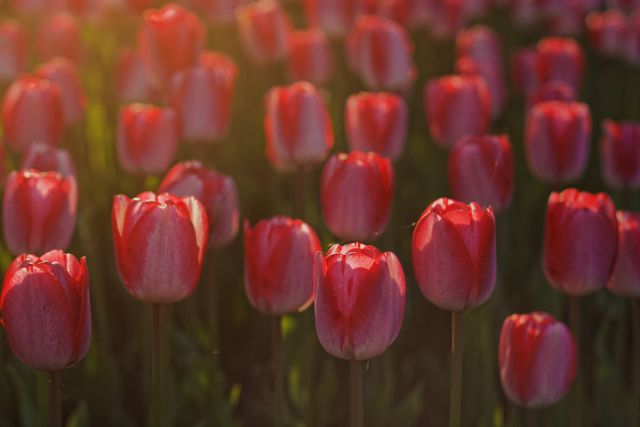 Captivating scene of vibrant red tulips in full bloom during a beautiful sunset. The warm natural light enhances the beauty of the flowers, creating a serene and picturesque moment. Perfect for use in gardening blogs, floral print designs, nature-related advertisements, and spring promotional materials.