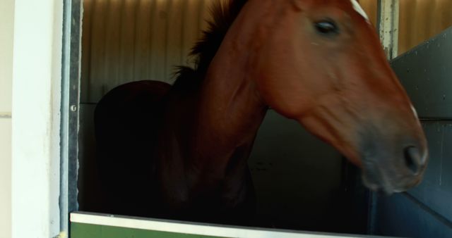 Close-up of a Brown Horse in a Stable - Download Free Stock Images Pikwizard.com