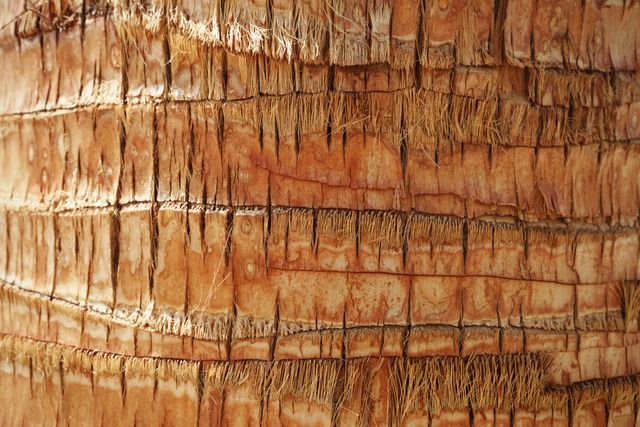 Detailed close-up image of palm tree bark showing natural grooves, cracks, and textures. Ideal for use in nature-themed blogs, educational materials about trees, botanical studies, or as a background image for web design and art projects. This texture invokes feelings of tropical environments and exotic landscapes.