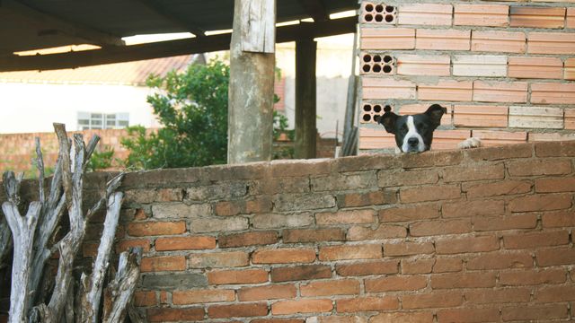Dog peeking over a brick wall in a rural setting, with wood and foliage in the background. Perfect for depicting pet behavior, curiosity, and rural lifestyles. Useful for articles, blogs, or social media posts related to pets, outdoor living, and rustic charm.