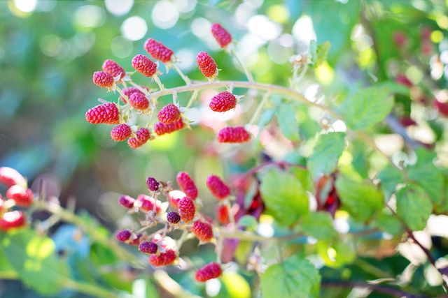 Close-up view of ripe red raspberries growing on a branch with sunlight streaming through green leaves. Perfect for use in contexts relating to farming, organic food, gardening, summer harvest, and healthy eating.