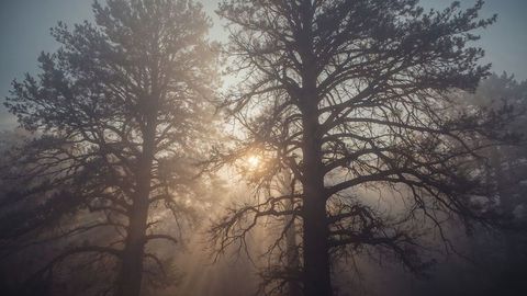 Misty sunrise in coniferous forest with sun rays