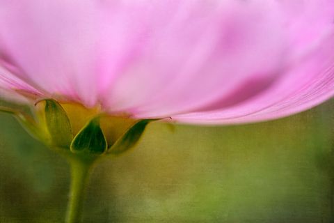 Blurred pink petal close-up