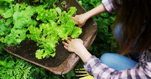 Mid section of caucasian woman planting seedlings in garden with copy space. Hobby, gardening, lifestyle, relaxing, free time and domestic life concept, unaltered.