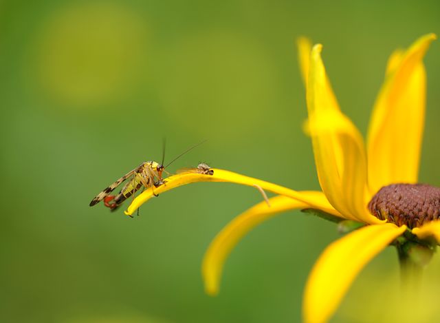 This image showcases a close-up view of a hoverfly landing delicately on the petal of a vibrant yellow flower against a blurred green background. The image captures fine details of the insect and plant, making it suitable for educational materials, nature blogs, and scientific articles. It is also perfect for websites or publications related to gardening, botany, and environmental conservation.
