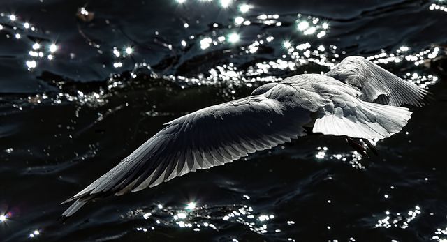 Seagull gliding effortlessly over dark water with sunlight reflecting, creating a sparkling effect. Great for nature enthusiasts, travel brochures, coastal imagery, or environmental campaigns.