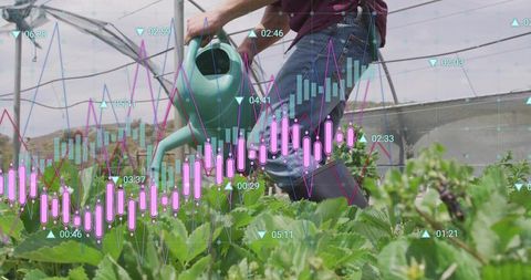 Farmer watering strawberry crops in polytunnel with digital analytics overlay