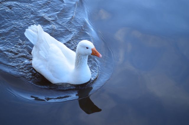 White Goose Floating on Tranquil Blue Water - Download Free Stock Photos Pikwizard.com